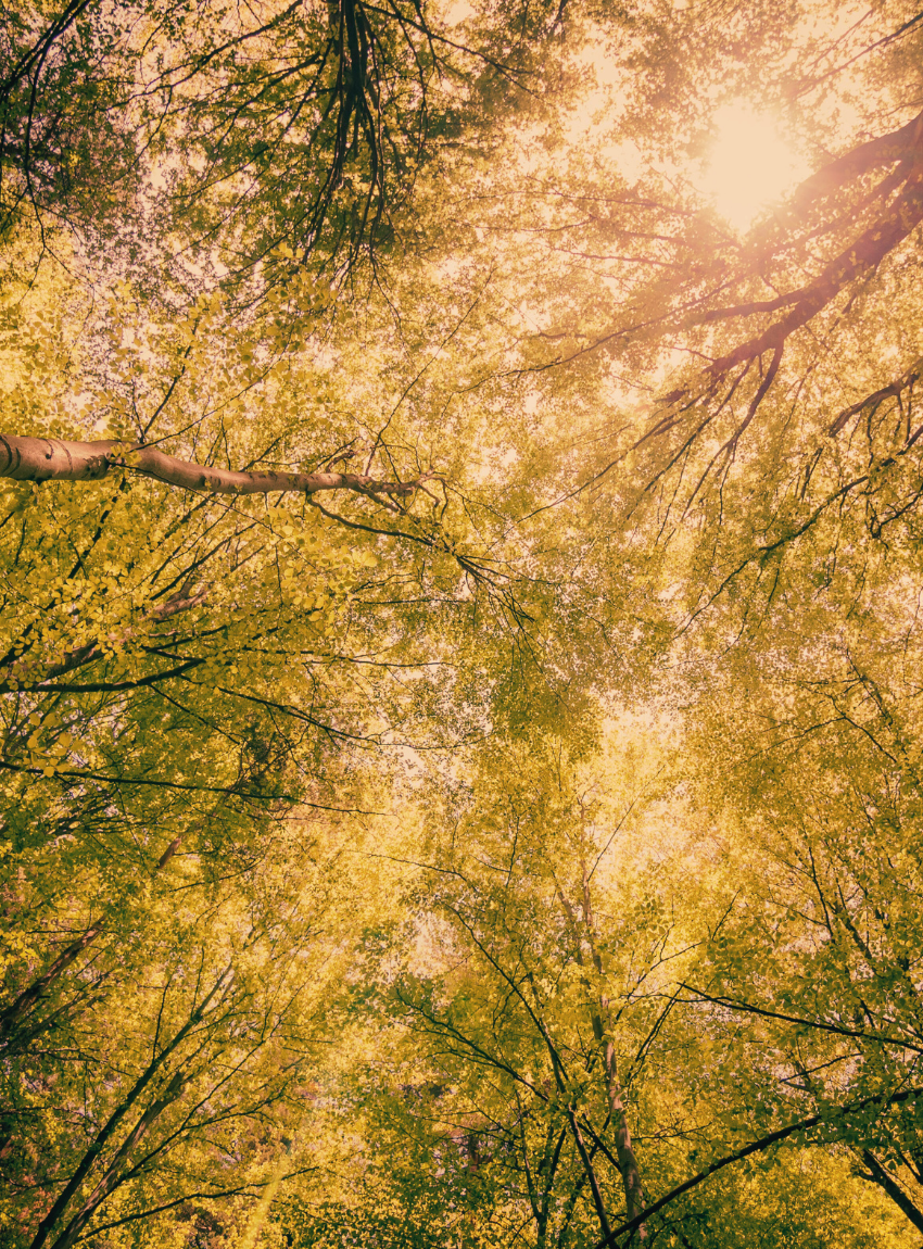 Achtsamkeitskurse_Lichtnatur_JanneAliceKudak